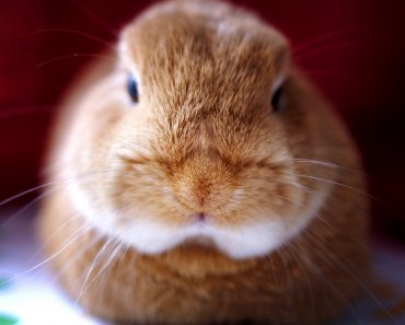 Are Rabbits Good Pets for Kids? 3 Important Factors to Consider on Bunnies as Buddies