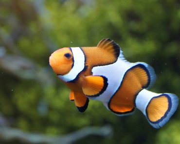 Meerwasseraquarium – Tipps & Kaufempfehlungen
