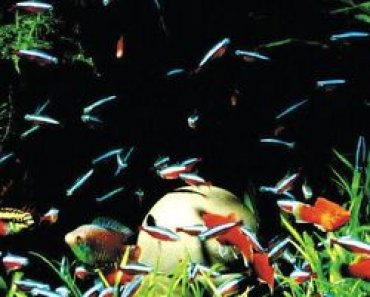 11 Tipps zum Wasserwechsel im Aquarium