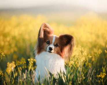 Detoxifying your pet – why and when it’s important