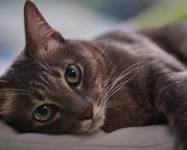 5 Tips to Improve Your Pet Photos