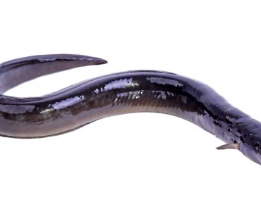 Freshwater Eel: Families, Species, Care, And More