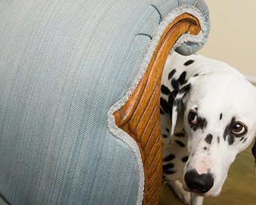 Have a Fearful Dog? These Training Tips Will Help