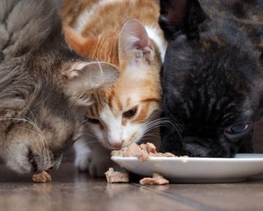 Healing your food-allergic pet with nutrition