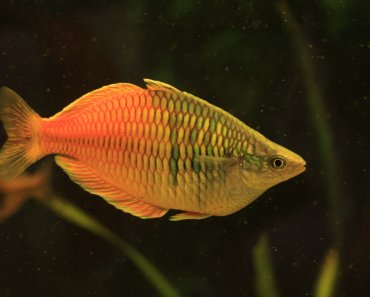 Honey Gourami: Golden-Colored And Peaceful Species