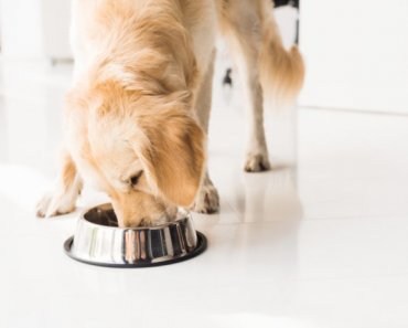How gut health influences your pet’s digestion – and vice versa