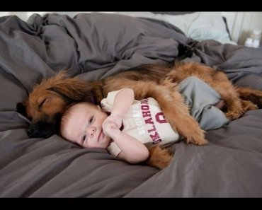 funny-dogs-protecting-babies-compilation
