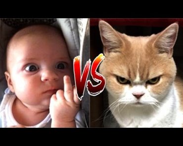 Funny Cat VS Baby in the world Compilation #2 – Mkls