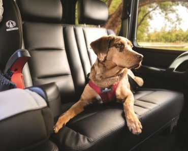 Is your dog a good passenger?