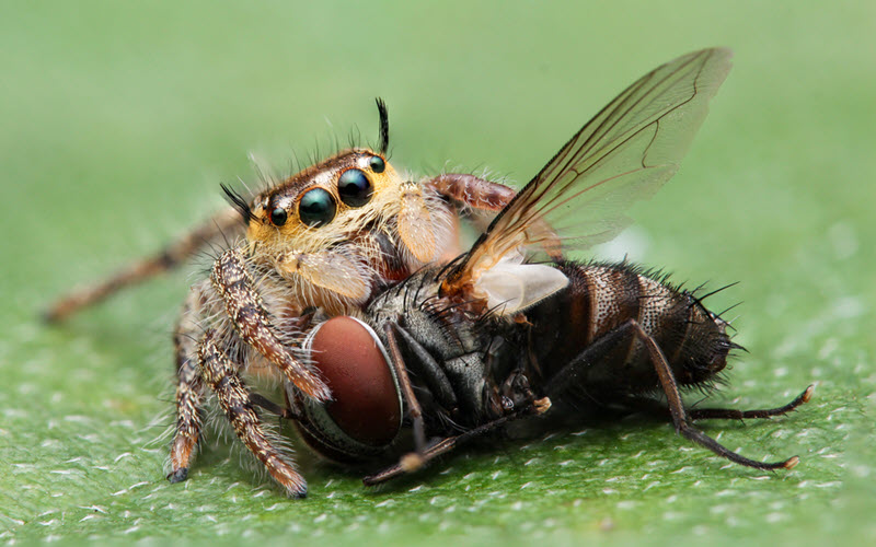 Jumping Spider eating a fly - exopetguides.com