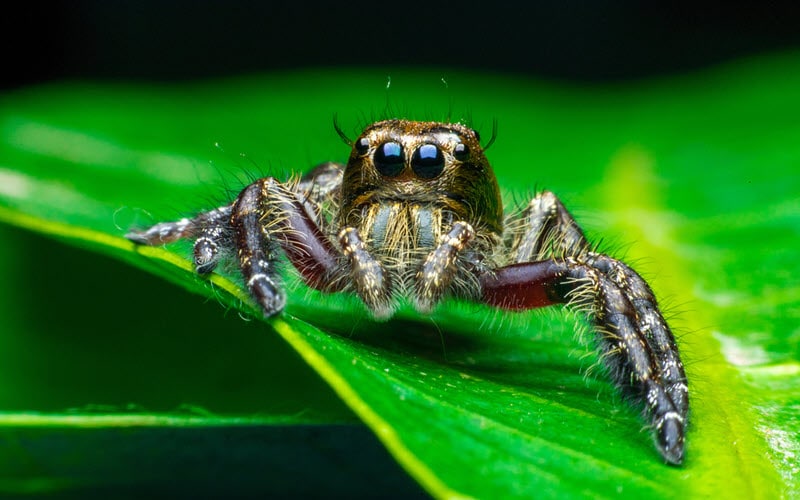 Cute Jumping Spider - ExoPetGuides.com