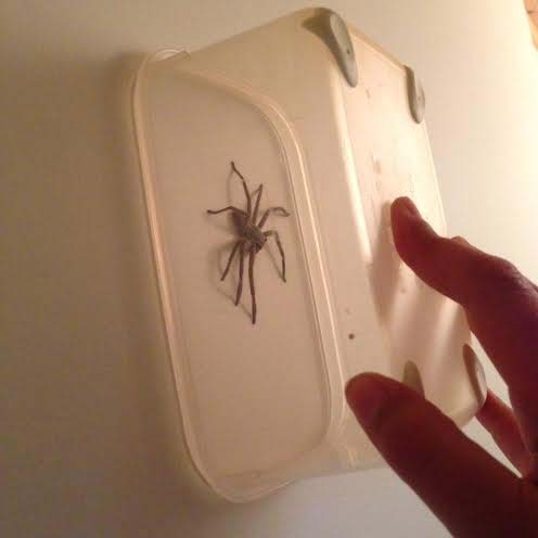 catch spider safely