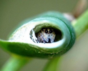 Jumping Spider Care and Housing Guide (Jumping Spider as Pets)