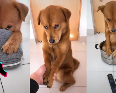 guilty-dog-face-reaction-tik-tok-aww-cute-dogs-funny-pets-video-2020-pets-paws