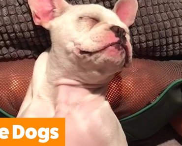 silliest-cute-dogs-funny-pet-videos