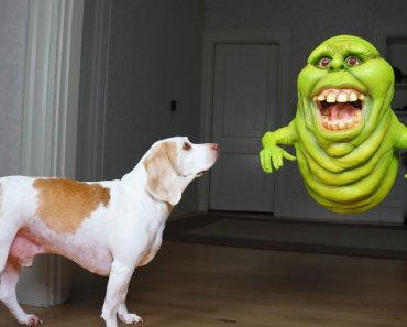 funny-dogs-vs-slimer-prank-funny-dogs-maymo-potpie