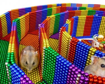 funny-pet-build-6-level-circle-maze-for-hamster-from-magnetic-balls-satisfying-magnet-satisfying