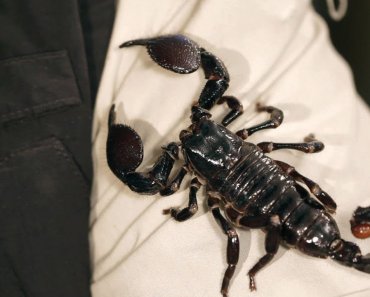 9 Emperor Scorpion Facts & Care Tips | Pet Tarantulas