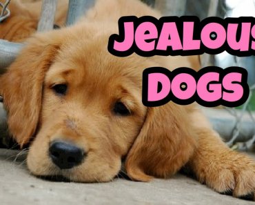 jealous-dogs-want-attention-compilation-2019