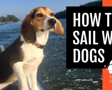 HOW TO SAIL WITH DOGS [Tips for a Pet-Friendly Voyage] // Sailors & Seadogs