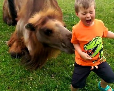 funny-animals-trolling-babies-and-kids-%f0%9f%90%af-funny-babies-and-animals-%f0%9f%a6%81-funny-zoo-animals
