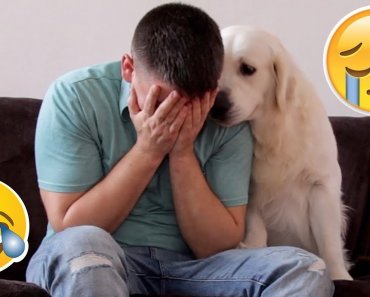 funny-dog-reaction-to-me-crying-prank-best-reaction-ever