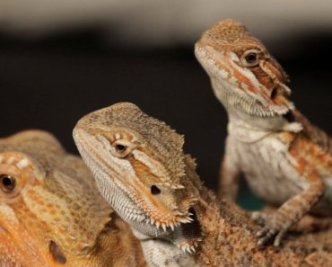 8 Care Tips for Bearded Dragons | Pet Reptiles