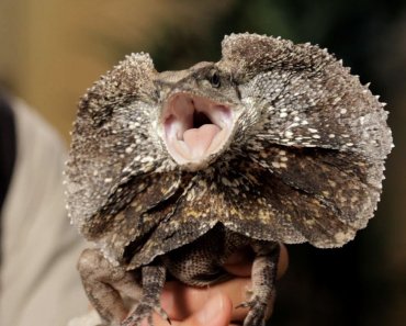 3 Care Tips for Frilled Dragons | Pet Reptiles