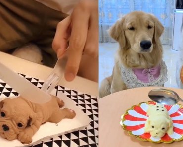 Dog Reaction to Cutting Cake – Funny Dog Cake Reaction Compilation