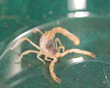 5 Desert Hairy Scorpion Facts & Tips | Pet Tarantulas