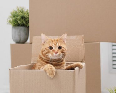 Moving with your cat
