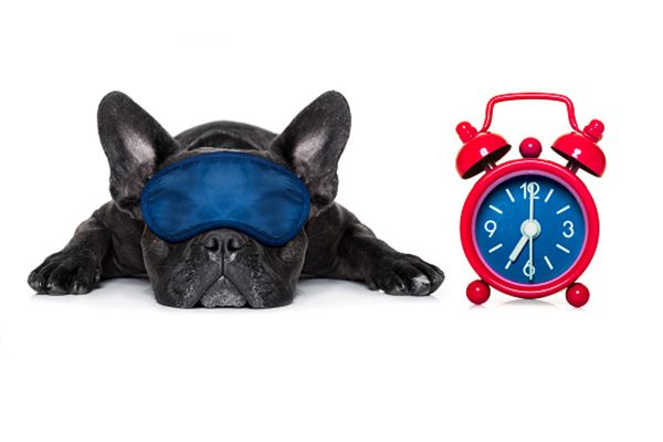 A dog sleeping with an eye mask on and an alarm clock. 