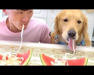funny-video-i-cant-stop-laughing-with-these-dogs