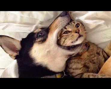 %f0%9f%98%82-funniest-cats-%f0%9f%98%b8-and-%f0%9f%90%b6-dogs-videos-awesome-cute-and-funny-pets-videos
