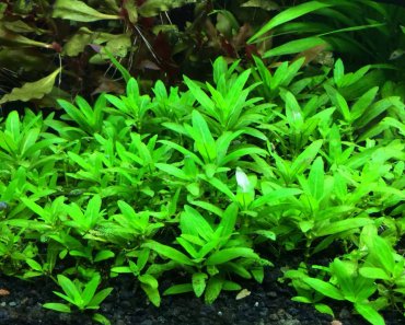 Staurogyne Repens: Care Guide For Vibrant Colored Aquarium Plant