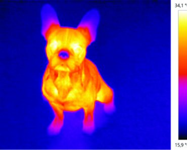 Study reveals that dogs’ noses can detect heat