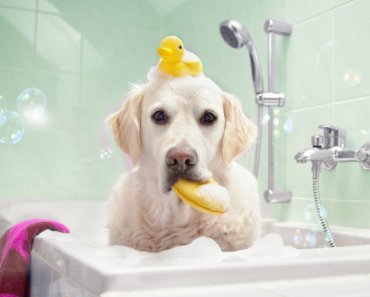 The ultimate dog grooming guide