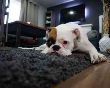 Top 5 tips for leaving your dog home alone
