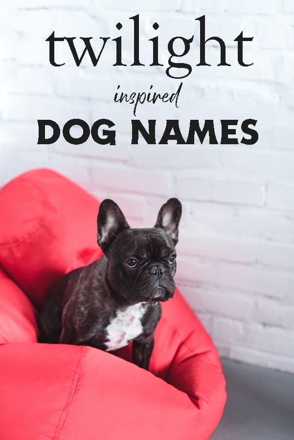 Twilight Inspired Dog Names