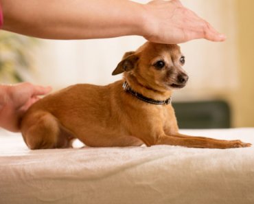 Ways to detect and reduce pain in aging dogs and cats