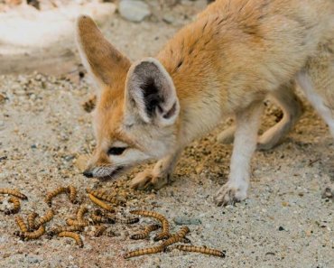 What does a fennec fox eat? Can they eat cat and dog food?