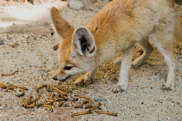 fennec fox eating