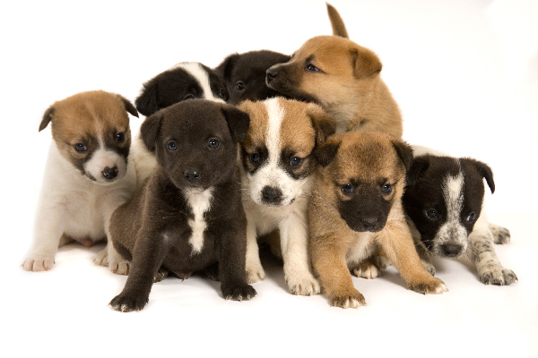 A litter or a group of puppies.
