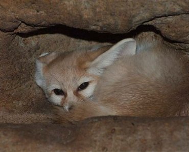 Where does the fennec fox live? (Fennec fox habitat)