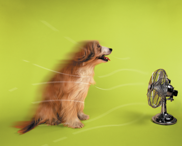 Why Do Dogs Have a Higher Body Temperature?