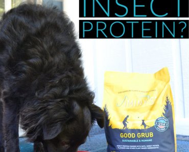 Would You Feed Your Dog Insect Protein?