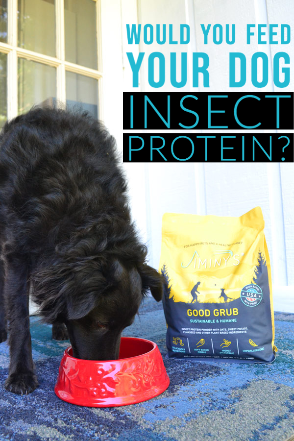 Would You Feed Your Dog Insect Protein?