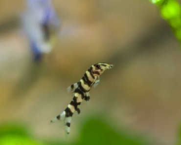 Yoyo Loach: Care Guide For The Beautiful And Communal Creatures