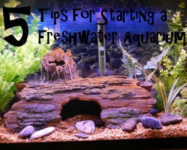 5 Tips for Starting a Freshwater Aquarium: Beyond the Setup Guide