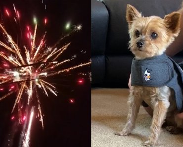 July 4th pet safety: Tips to reduce anxiety during holiday fireworks